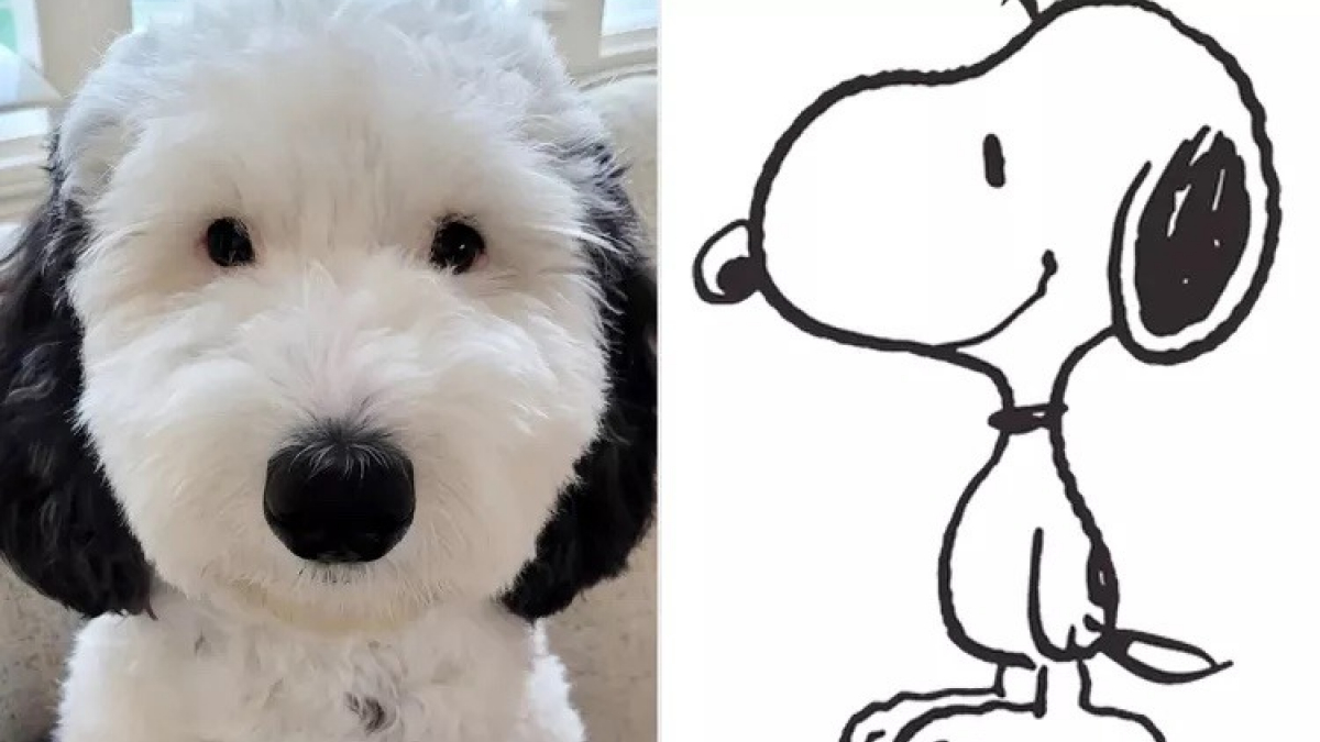 Illustration : "La ressemblance frappante de cette chienne avec le célèbre Snoopy a fait d’elle une star sur les réseaux sociaux (vidéo)"
