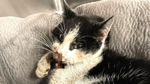 Illustration : Les vétérinaires tentent l'impossible pour sauver un chat errant souffrant d'une terrible blessure à la bouche