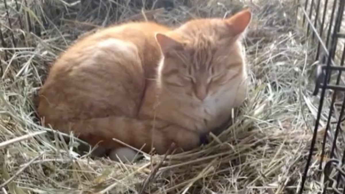 Illustration : "Un chat couve tous les jours les œufs pondus par la cane de la ferme (vidéo)"