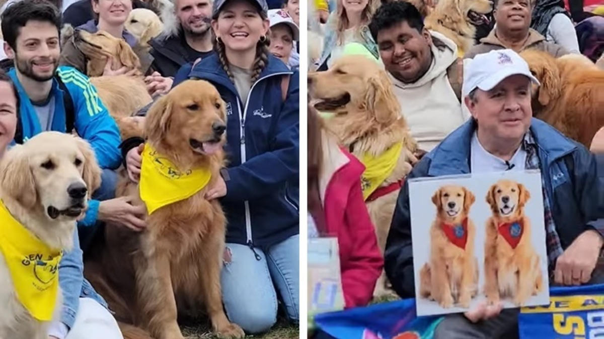 Illustration : "250 Golden Retrievers réunis en hommage à 2 chiens emblématiques du marathon de Boston"