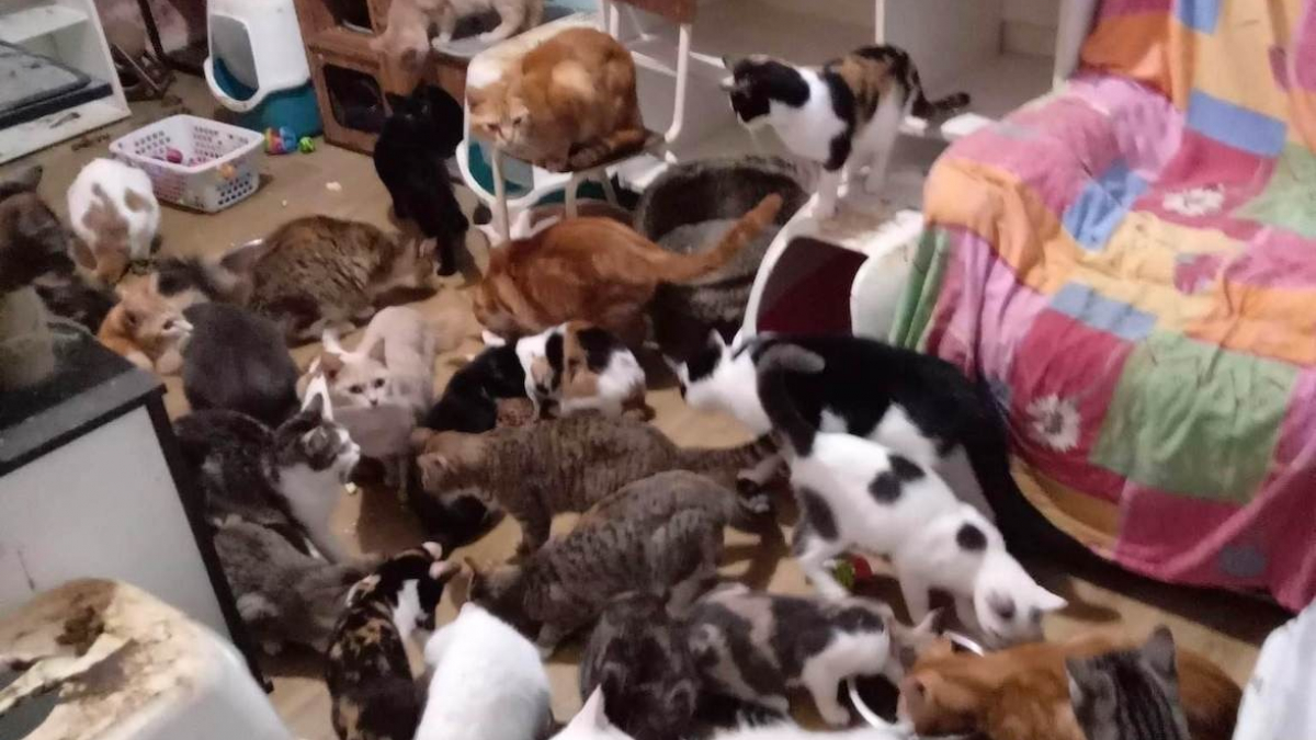 Illustration : "Démunie face à la présence de ses 36 chats, une femme décide de les céder à la Fondation 30 Millions d’Amis"