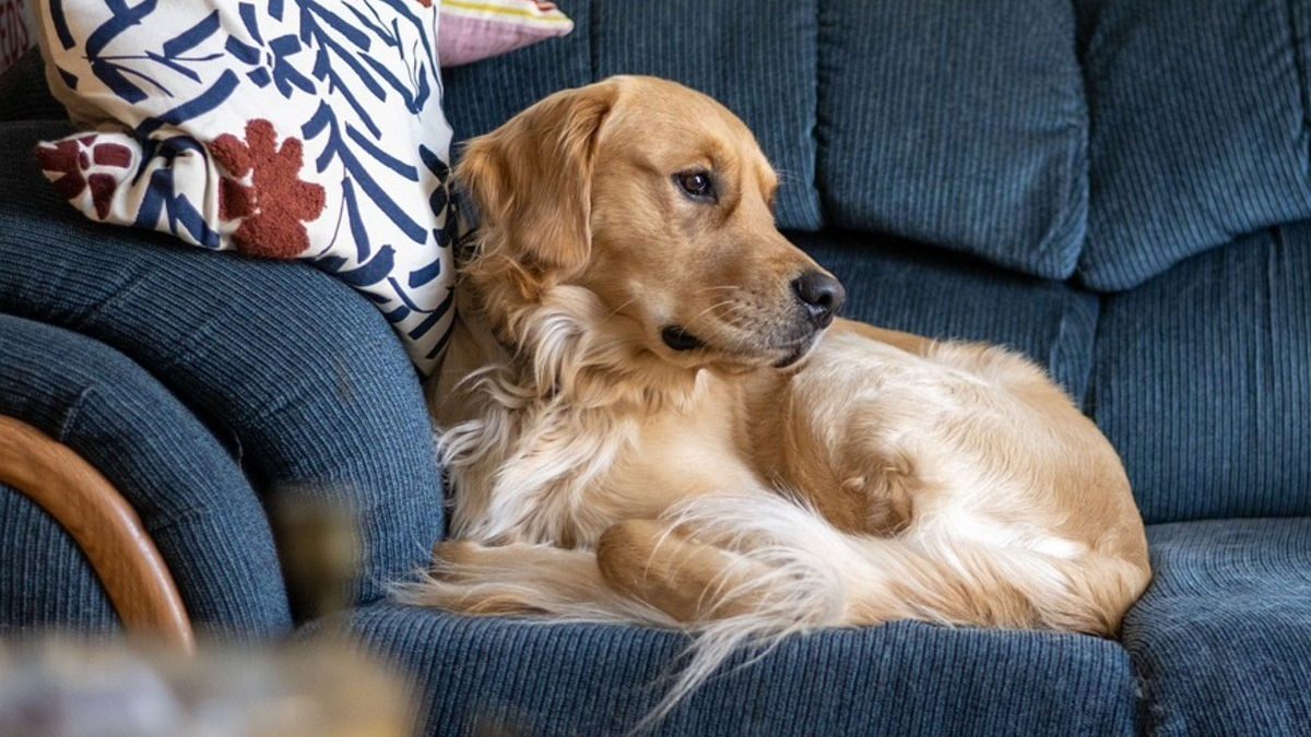 Illustration : "Découvrez 3 accessoires révolutionnaires pour faciliter le toilettage de votre chien"