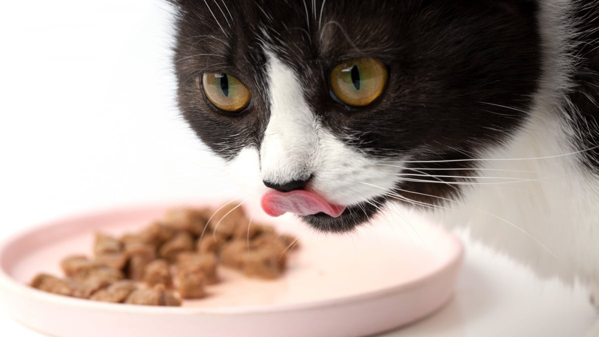 Alimentation humide pour chat