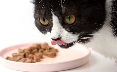 Illustration : Les bienfaits de l&rsquo;alimentation humide pour le chat
