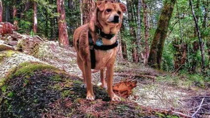 Illustration : Ce chien a pisté et sauvé 62 animaux disparus, mais aujourd’hui c’est lui qui a besoin d’aide