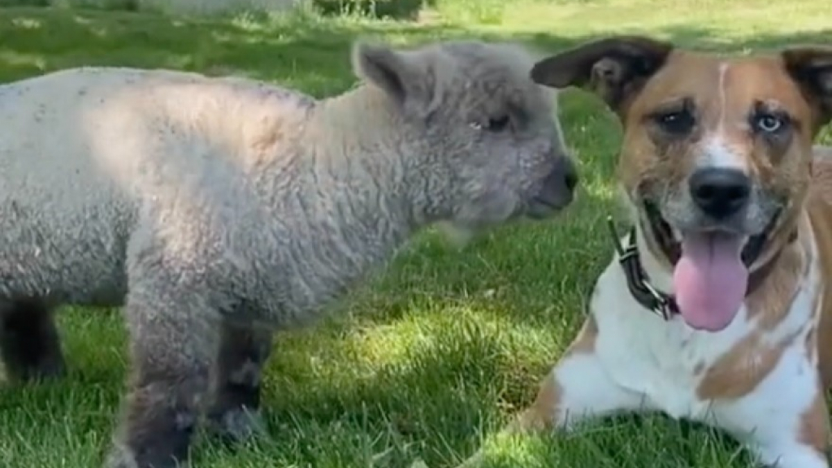 Illustration : "Une chienne au grand cœur se prend d’affection pour un agneau rejeté par sa mère (vidéo)"