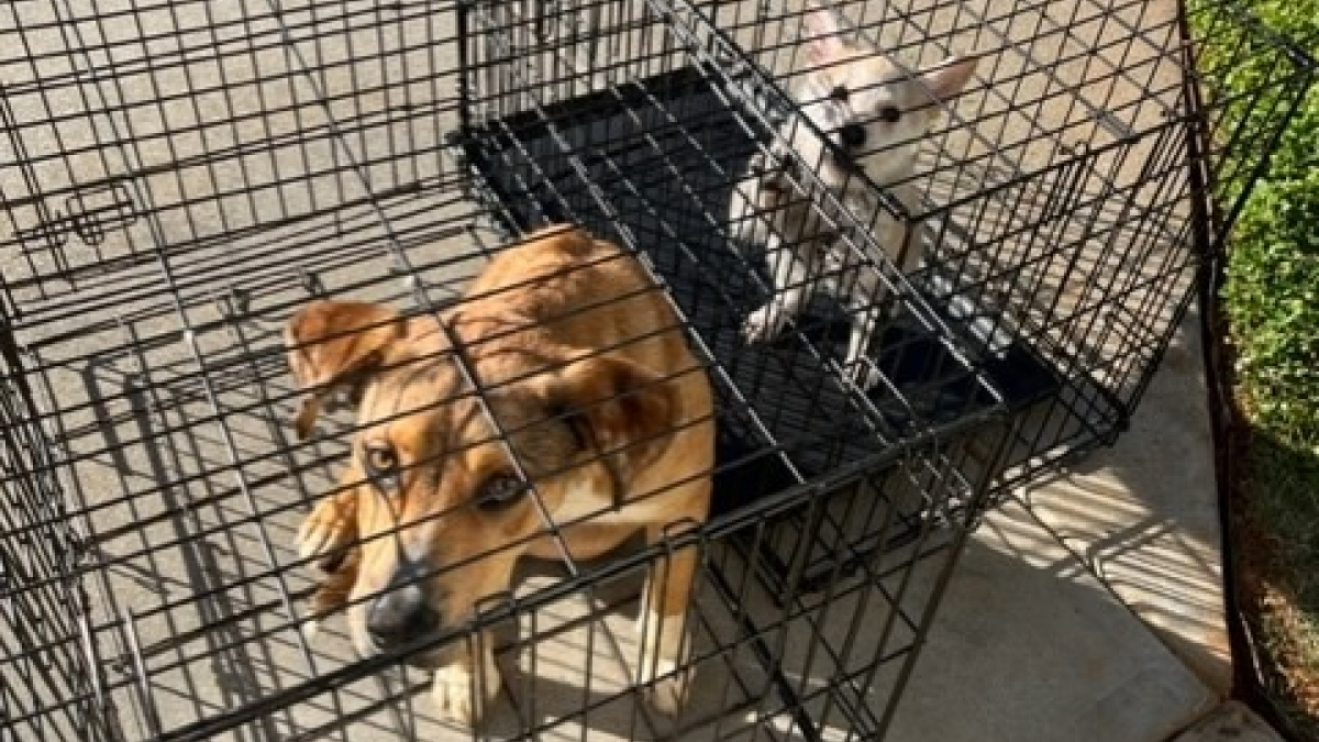 Illustration : "2 chiens ont été abandonnés à l’entrée d’un refuge, avec un triste mot laissé par leur propriétaire"
