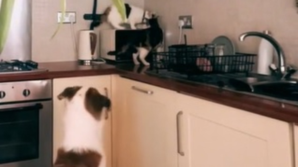 Illustration : "Une vidéo surprenante montre un chien qui s'invite au petit déjeuner des chats de la famille"