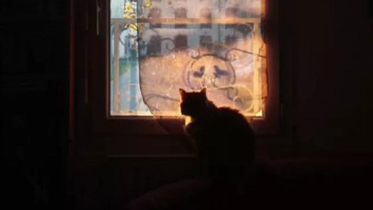 Illustration : "17 photos attendrissantes de chats postés aux fenêtres pour guetter le retour de leurs humains"