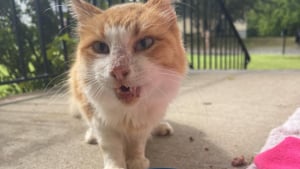 Illustration : La vie d’un chat errant et blessé prend un nouveau tournant lorsqu’il décide de s’introduire dans une maison (vidéo)