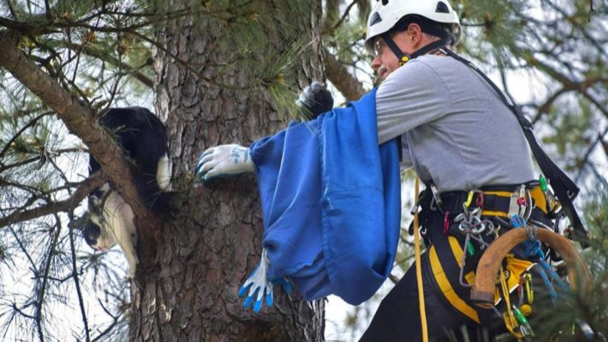 Illustration : "Le quotidien hors du commun d'un retraité héroïque : sauver les chats perchés dans les arbres (vidéo)"