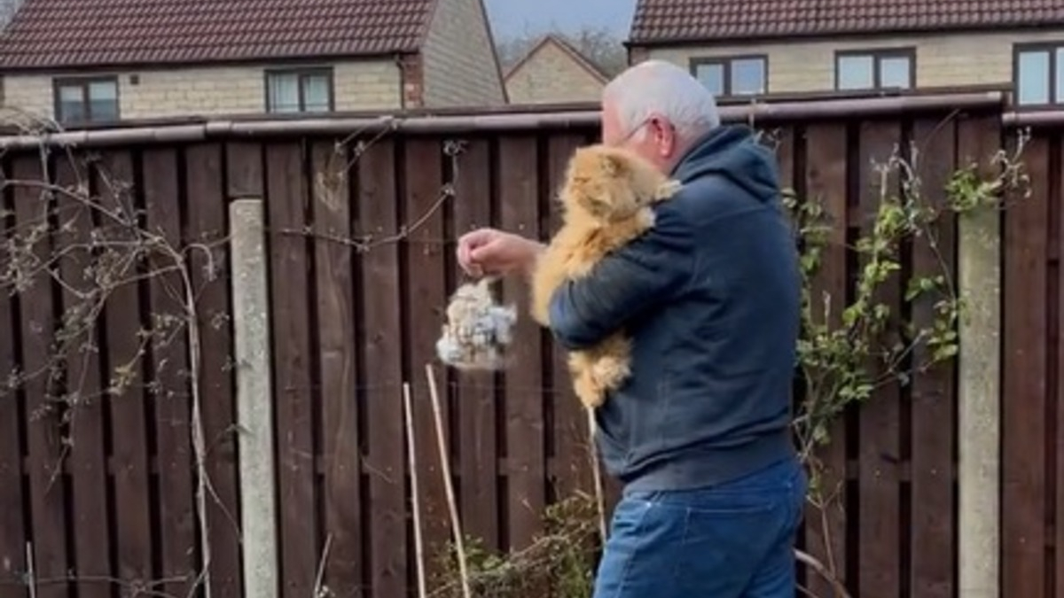 Illustration : "La vidéo touchante d'un chat faisant don de sa fourrure aux oiseaux du jardin devient virale"