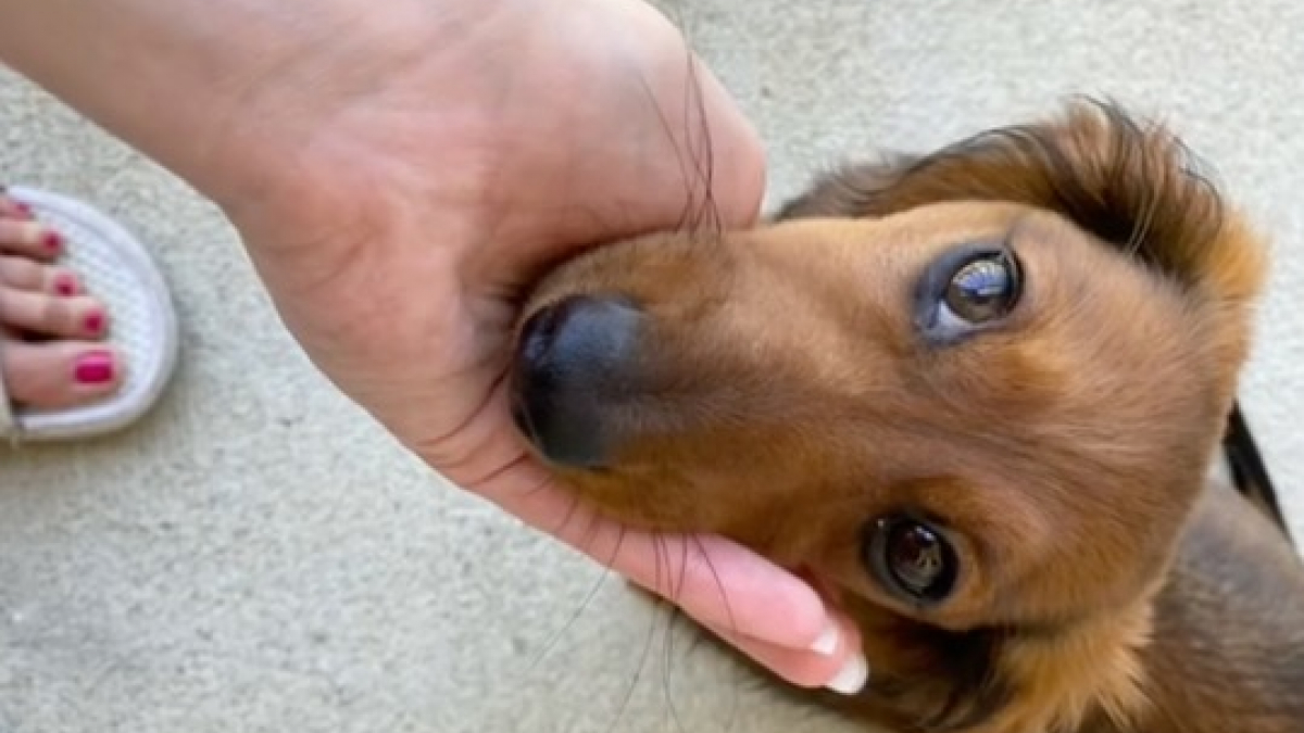 Illustration : "Une femme laisse sa chienne à la garderie et découvre qu’elle n’arrive pas à se faire des amis (vidéo)"