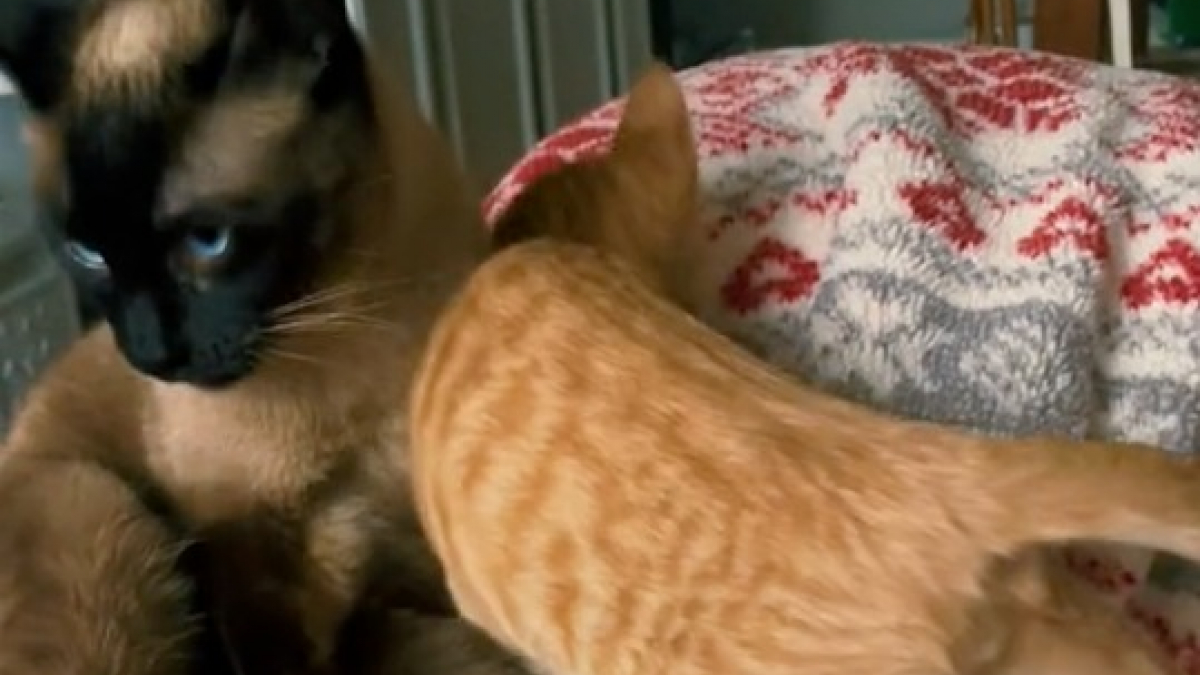Illustration : "Cette chatte traumatisée par son passé d'élevage, ouvre enfin son cœur à un chaton orphelin (vidéo)"