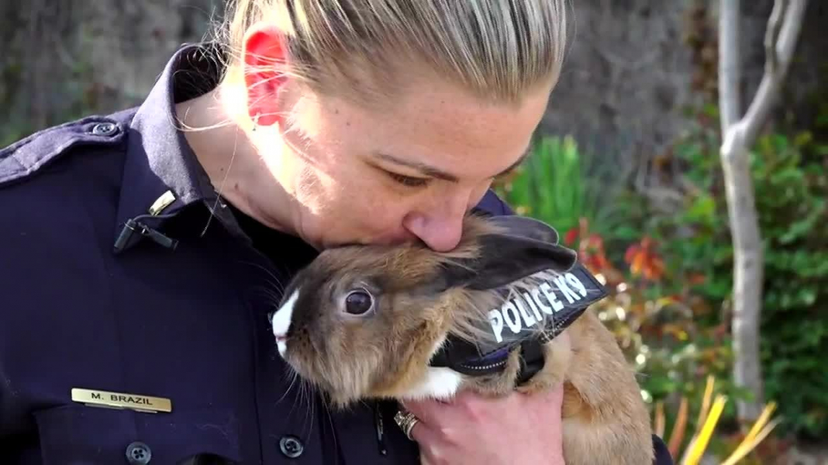 Illustration : "Un lapin abandonné devient la mascotte d’un commissariat de police (vidéo) "