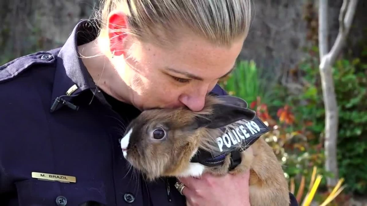 Illustration : "Un lapin abandonné devient la mascotte d’un commissariat de police (vidéo) "