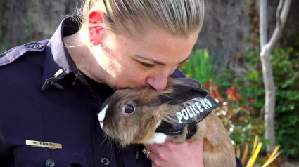 Illustration : Un lapin abandonné devient la mascotte d’un commissariat de police (vidéo) 