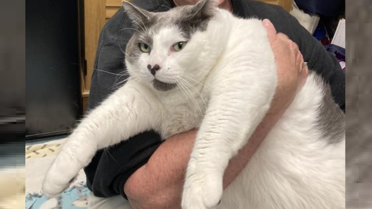 Illustration : "Bonne nouvelle pour ce chat de 18 kilos qui poursuit son combat contre l’obésité extrême"