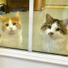 Illustration : Ayant peur des humains, ces 2 chats maltraités et abandonnés passaient inaperçus au refuge