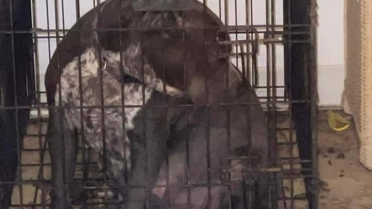 Illustration : "Prisonnière d'une cage insalubre, une chienne prête à mettre bas réalise un exploit suite à son sauvetage"