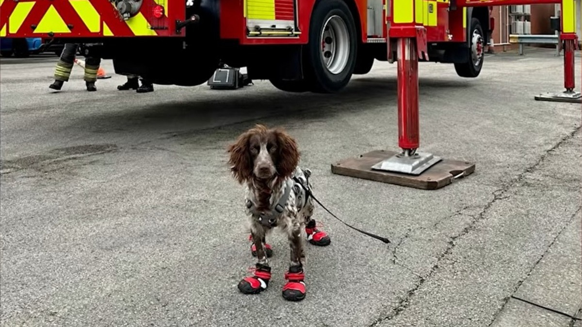 Illustration : "Découvrez comment la nouvelle recrue canine des pompiers déjoue les actes criminels des pyromanes"
