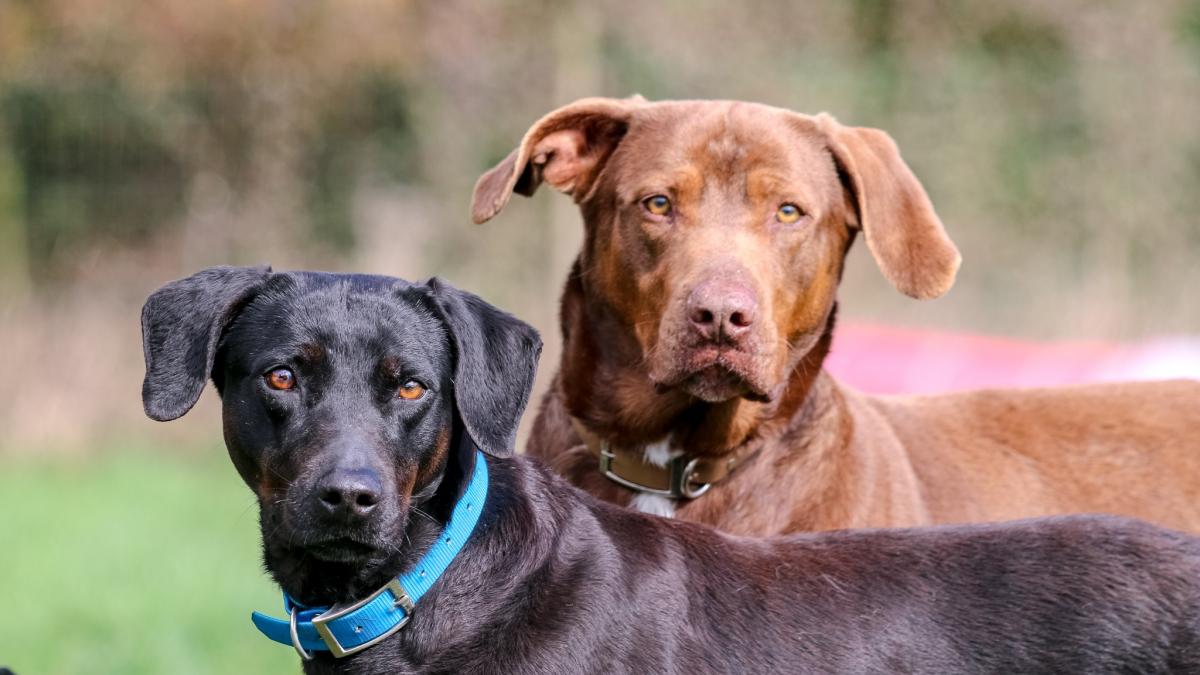 Illustration : "Un refuge du Calvados est à la recherche d'une double adoption pour 2 chiens fusionnels (vidéo)"