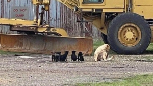 Illustration : "Des bénévoles se mobilisent pour mettre fin au calvaire d'une famille de chiens, livrés à eux-mêmes dans une grange abandonnée"