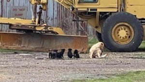 Illustration : "Des bénévoles se mobilisent pour mettre fin au calvaire d'une famille de chiens, livrés à eux-mêmes dans une grange abandonnée"