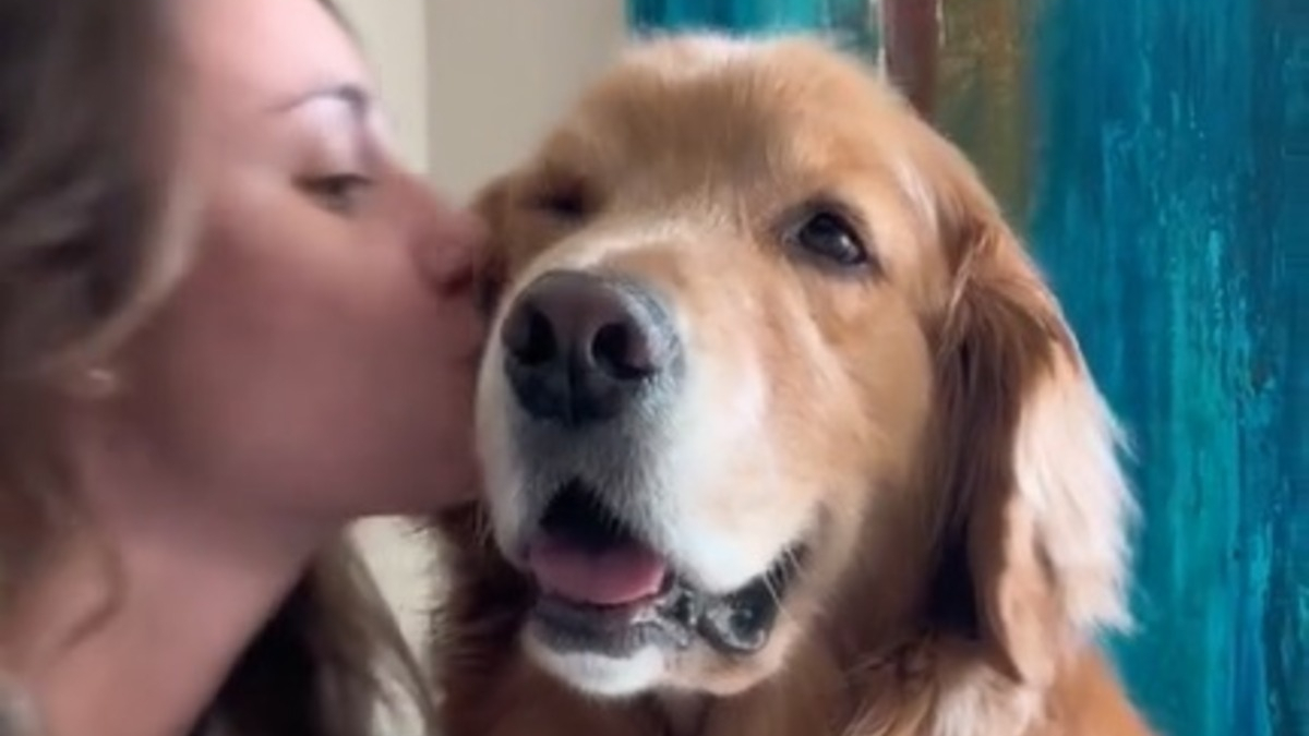 Illustration : "La vidéo adorable d'un Golden Retriever accro aux bisous de sa maîtresse et qui en redemande à sa manière"