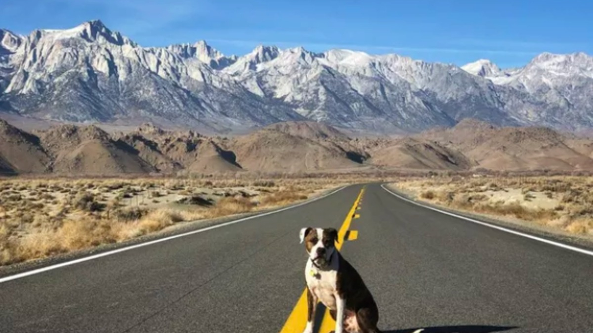 Illustration : "16 photos de chiens amateurs de road trips et piaffant d'impatience à l'approche du départ"