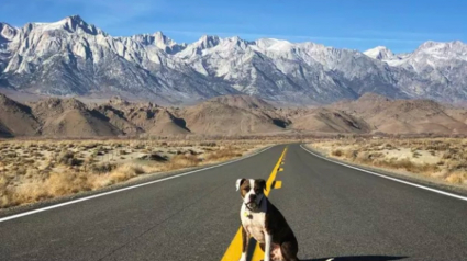 Illustration : 16 photos de chiens amateurs de road trips et piaffant d'impatience à l'approche du départ