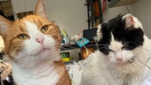 Illustration : Une chatte atteinte d’un cancer et de démence puise la force de se battre dans l’amour de sa congénère (vidéo)