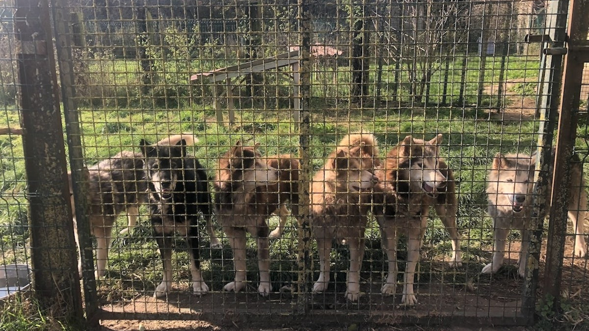 Illustration : "Sauvetage de la dernière chance : une association dévouée change le destin de 6 chiens de traîneau à la retraite (vidéo)"