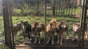 Illustration : "Sauvetage de la dernière chance : une association dévouée change le destin de 6 chiens de traîneau à la retraite (vidéo)"