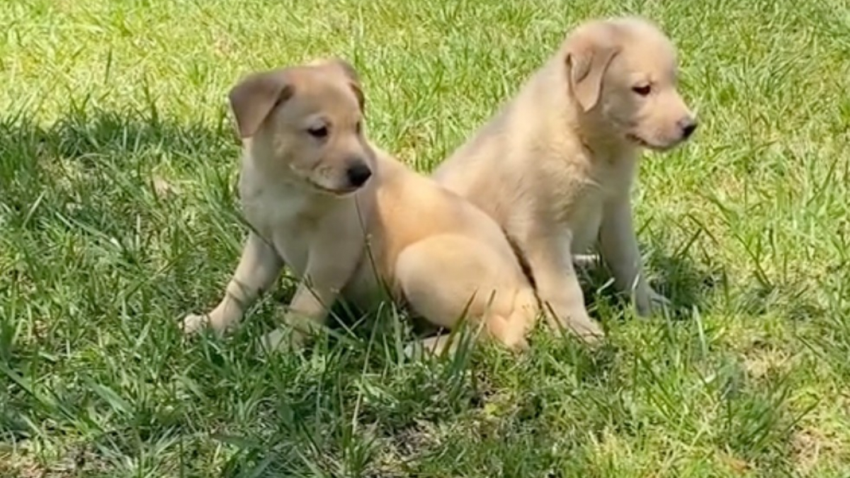 Illustration : "Une jeune femme découvre 2 chiots abandonnés lors d'une promenade et se donne pour mission de les sauver (vidéo)"