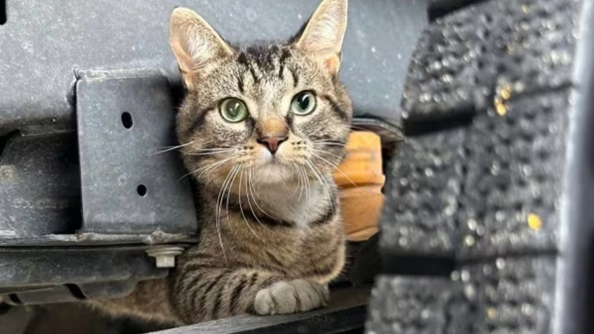 Illustration : "Un chat se faufile sous un camion et se retrouve dans un bureau à une heure de route de chez lui"