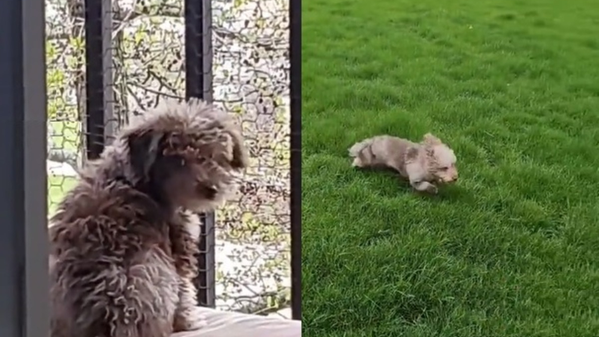 Illustration : "Un chien laisse exploser sa joie en s'appropriant le jardin de sa nouvelle maison (vidéo)"
