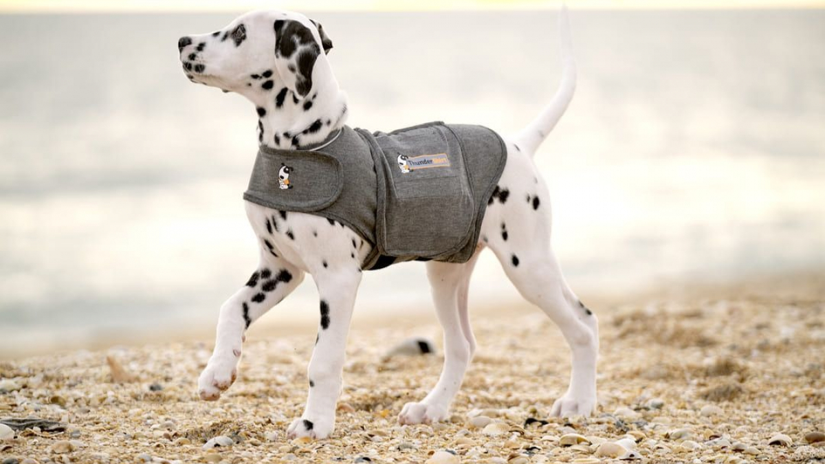 Illustration : "Thundershirt : le gilet relaxant pour chiens qui révolutionne la gestion du stress canin"