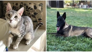 Illustration : Une chatte apprend de mauvais tours à son amie canine et provoque le désordre dans sa maison (vidéo)