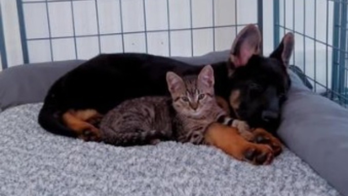 Illustration : "Un chaton abandonné et un chiot sauvé de justesse se rencontrent au refuge : c'est le coup de foudre ! (vidéo)"