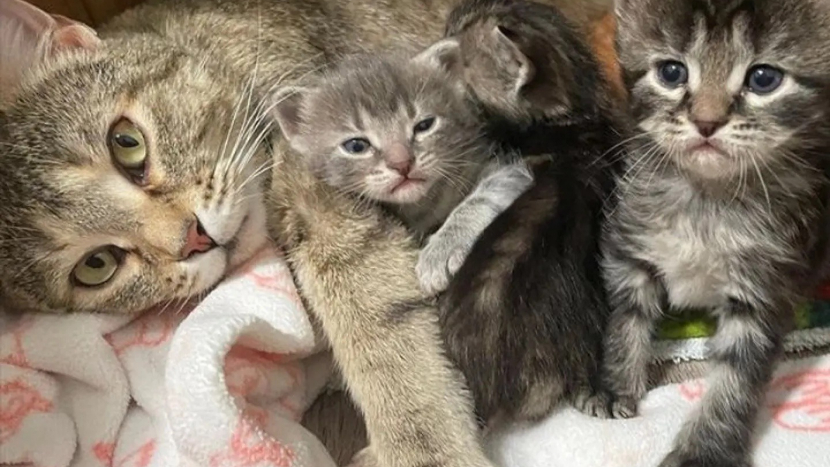 Illustration : "La transformation touchante d'une chatte méfiante en une maman épanouie lors d'un séjour en famille d'accueil (vidéo)"