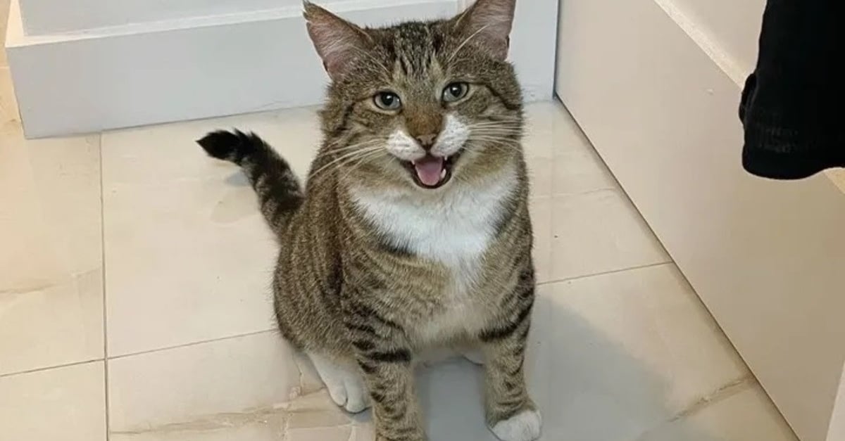 www.woopets.fr