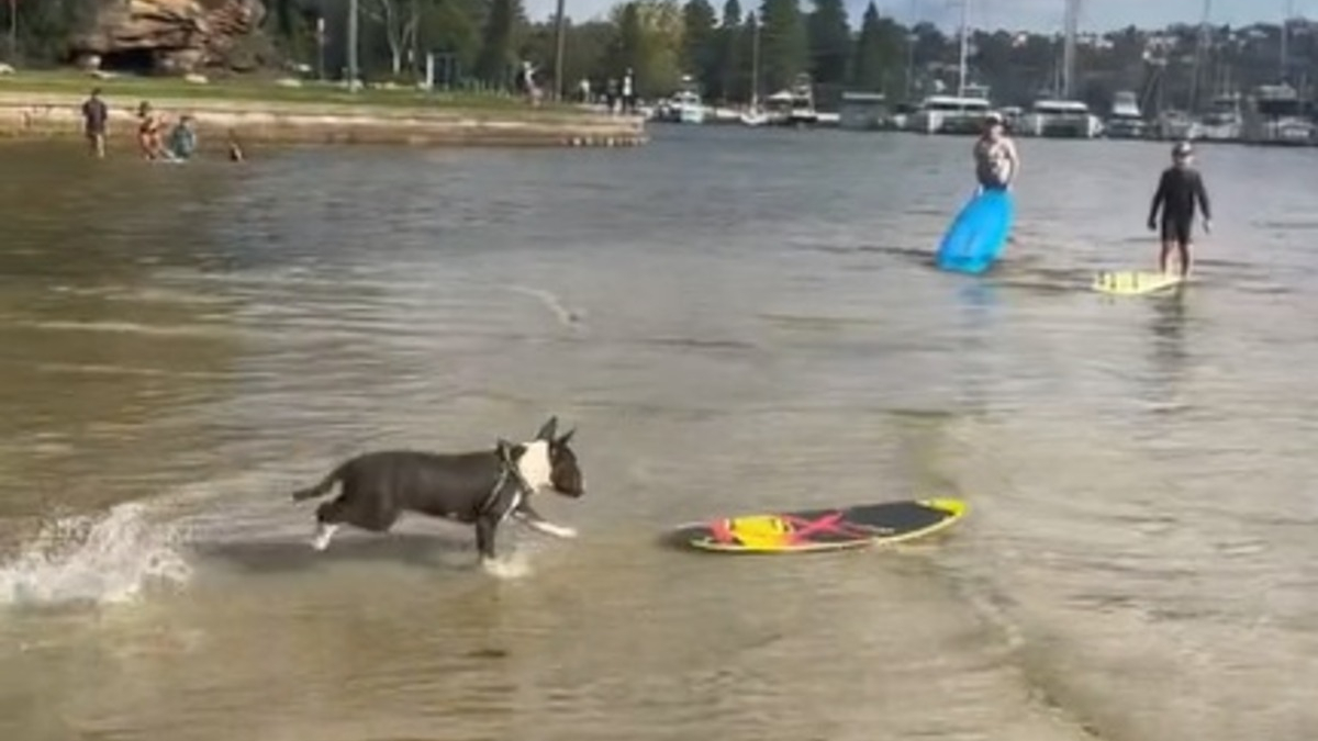 Illustration : "Le surf n'a aucun secret pour ce Bull Terrier qui dompte les vagues comme personne (vidéo)"