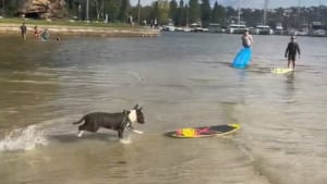 Illustration : "Le surf n'a aucun secret pour ce Bull Terrier qui dompte les vagues comme personne (vidéo)"