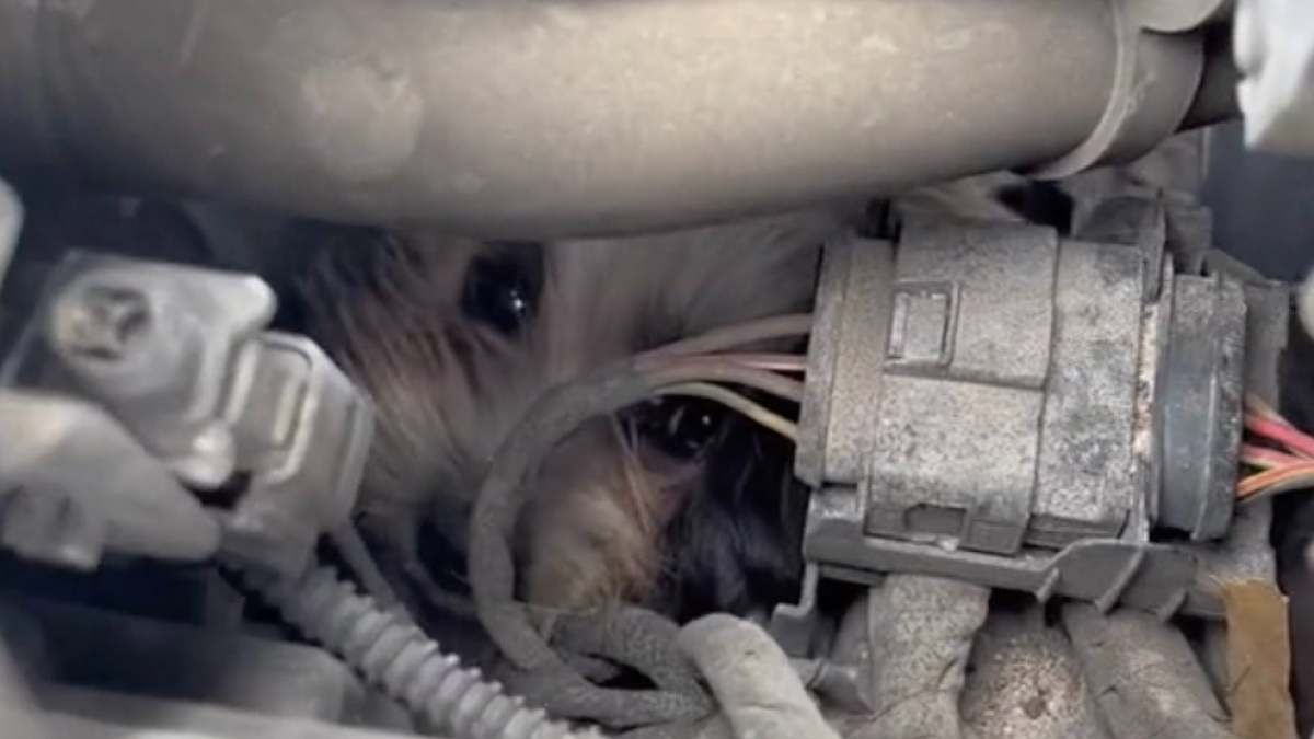 Illustration : "Un chien parcourt une cinquantaine de kilomètres coincé dans le moteur d'une voiture (vidéo)"