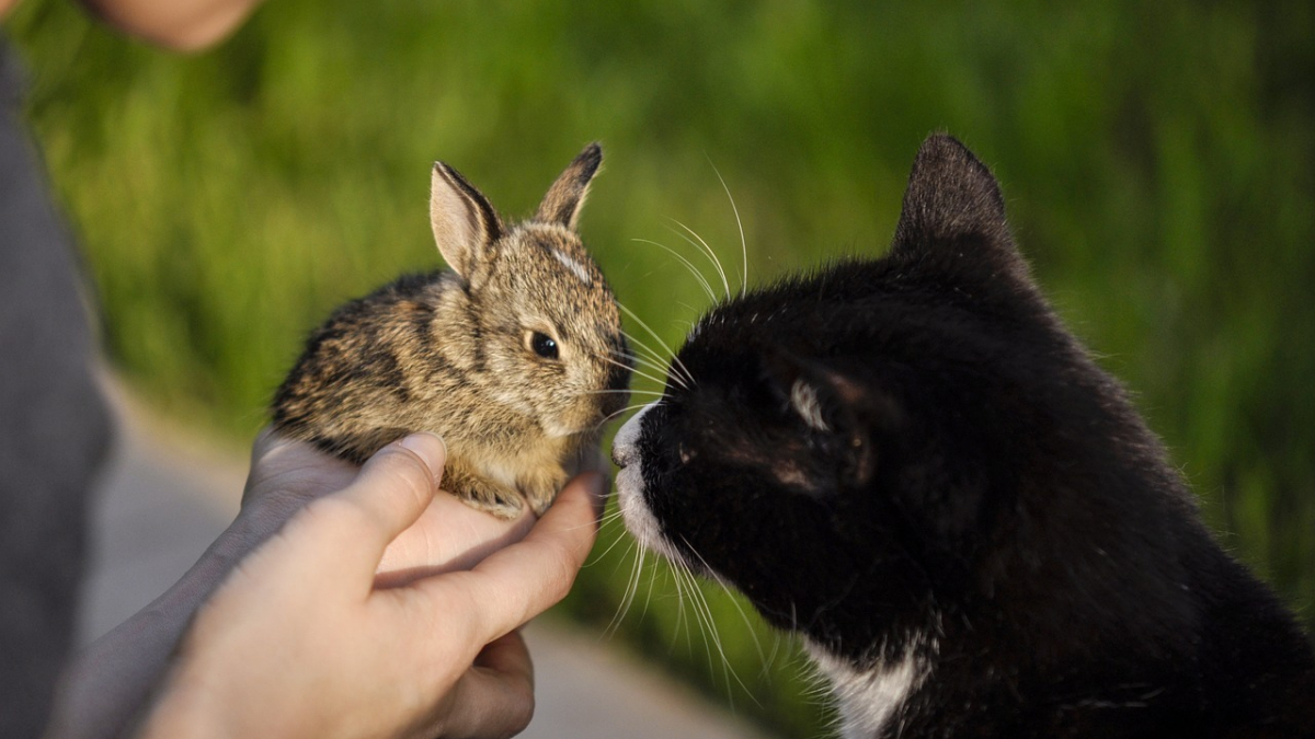 Illustration : "L'acte de bonté d'une chatte envers un jeune lapin fait fondre des millions d'internautes (vidéo)"
