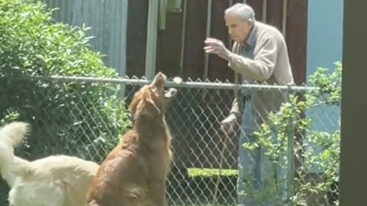 Illustration : "L'amitié touchante entre deux Golden Retrievers et leur voisin âgé qui leur rend visite chaque jour (vidéo)"