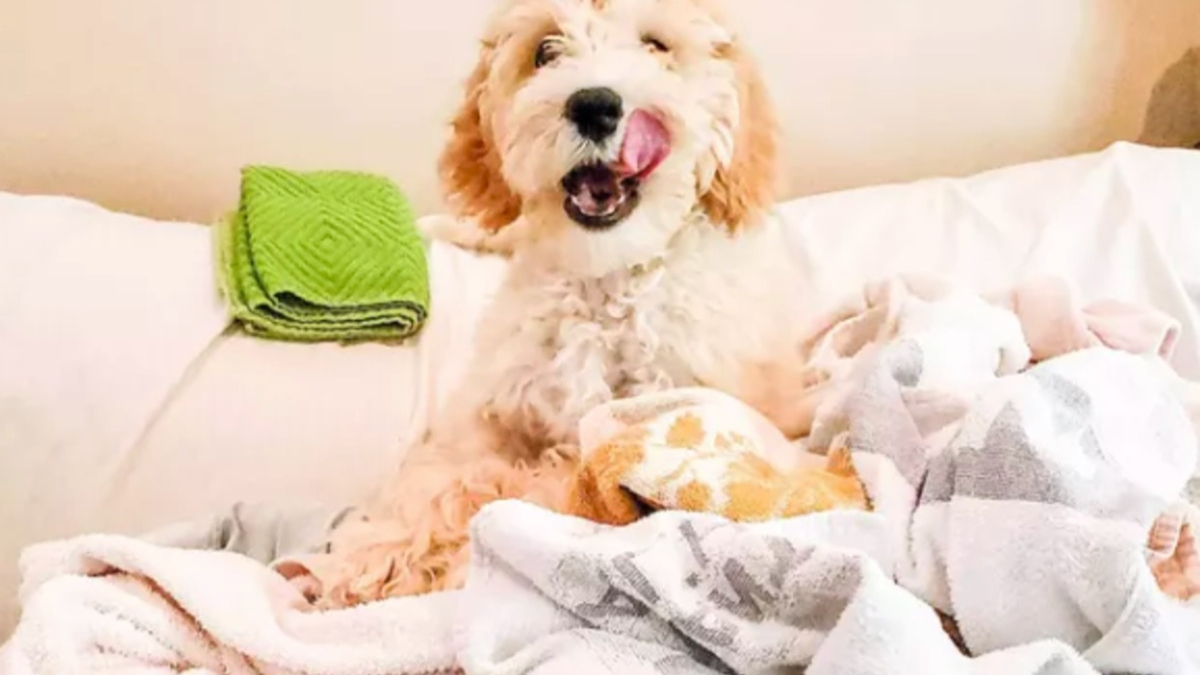 Illustration : "14 photos de chiens pour qui la lessive est tout sauf une corvée"