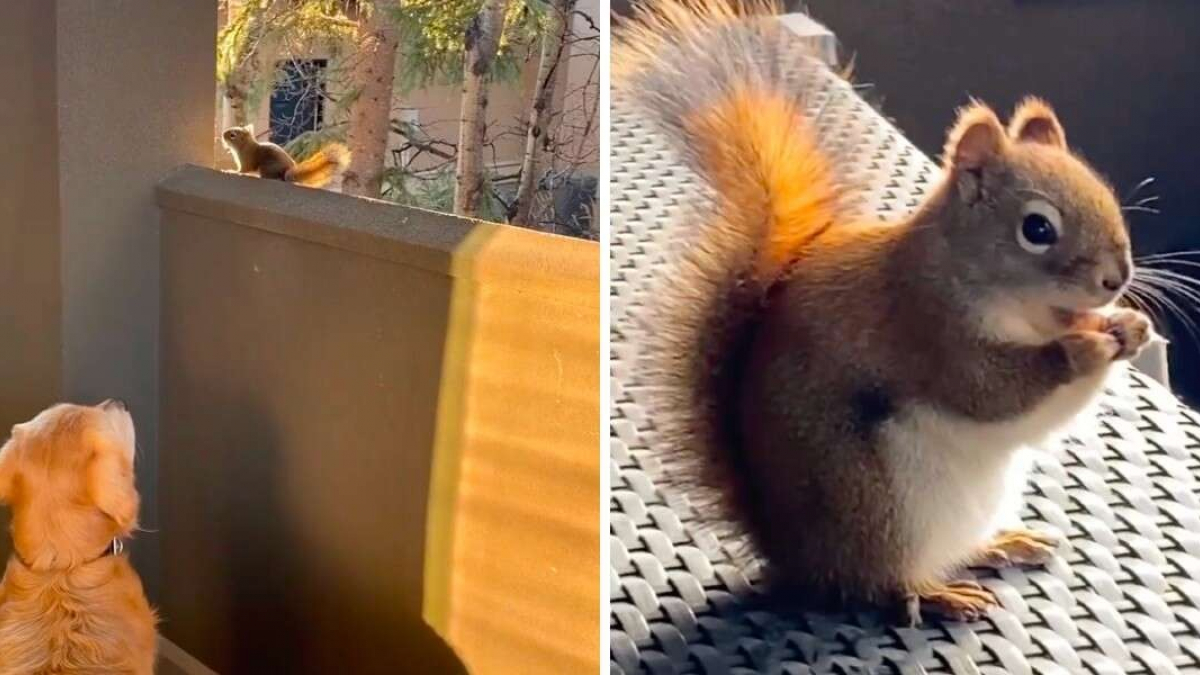 Illustration : "Tous les jours, ce Golden Retriever attend la visite de son écureuil préféré (vidéo)"