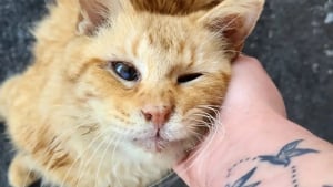Illustration : Malade à cause d'une vie dans la rue, un chat mène une lutte acharnée pour s'offrir une seconde chance (vidéo)